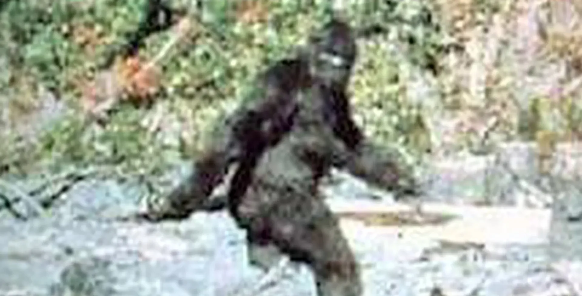 Is Bigfoot Real?